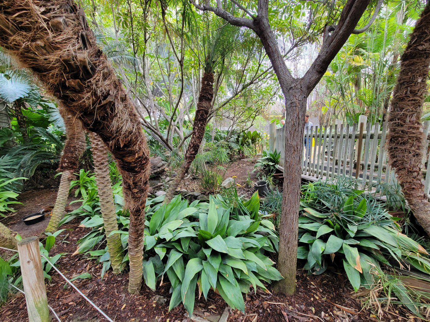 Santa Ana Zoo - Colors the Amazon aviary