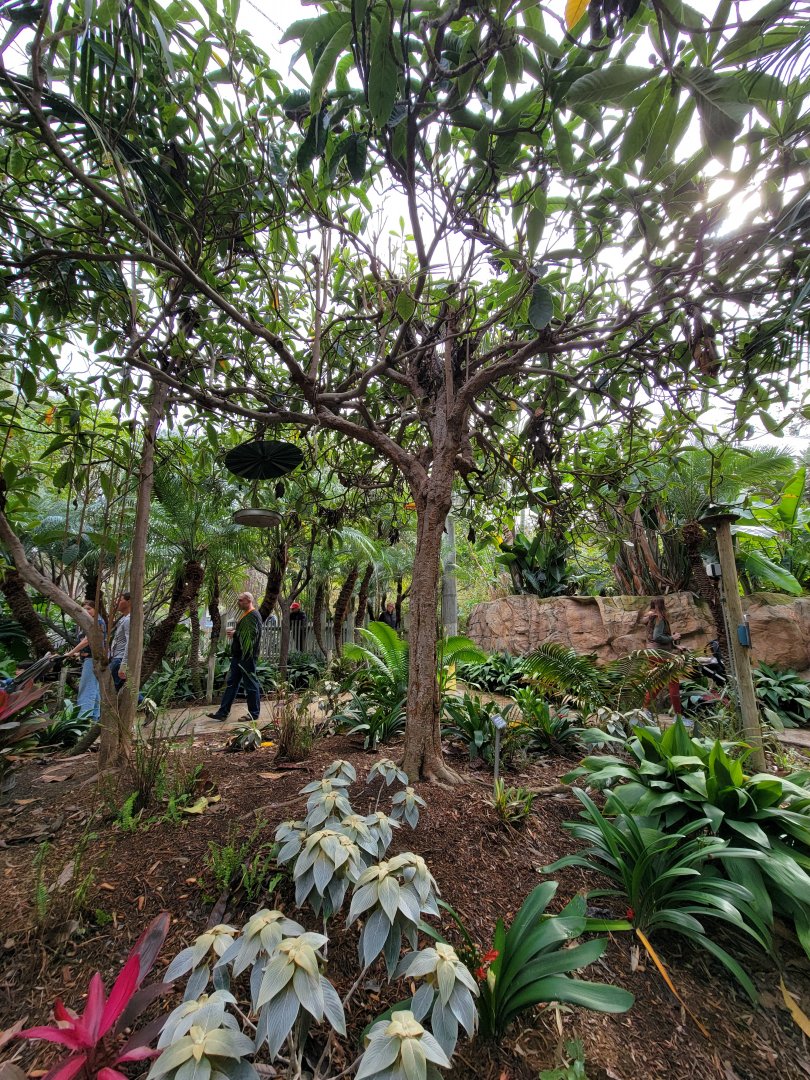 Santa Ana Zoo - Colors the Amazon aviary