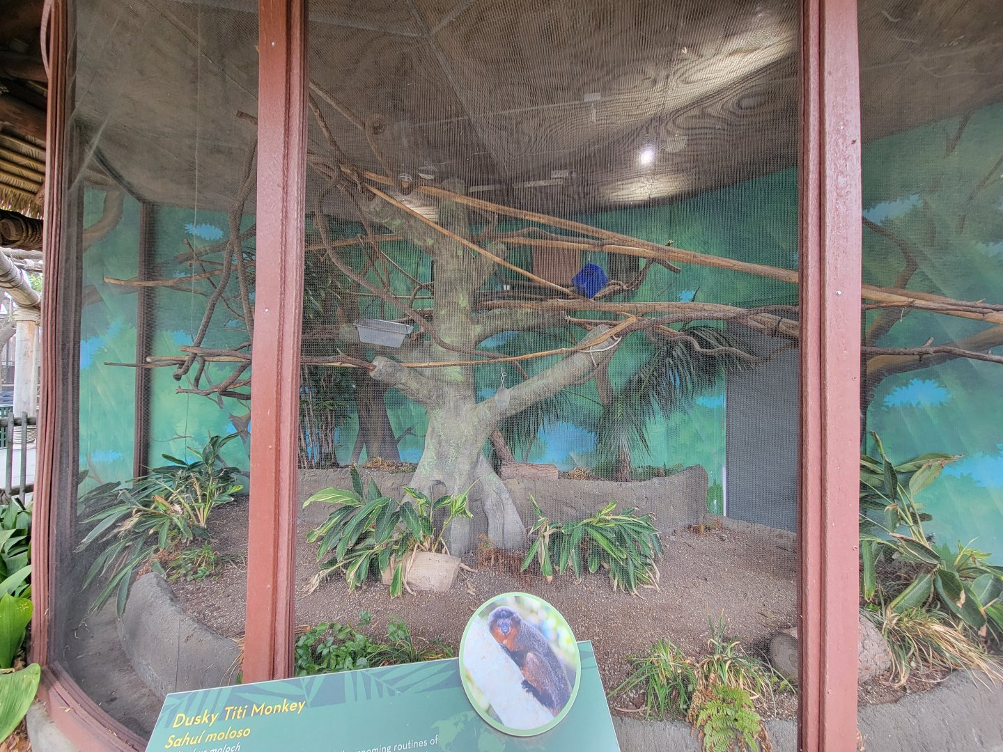 Santa Ana Zoo - Coppery titi exhibit