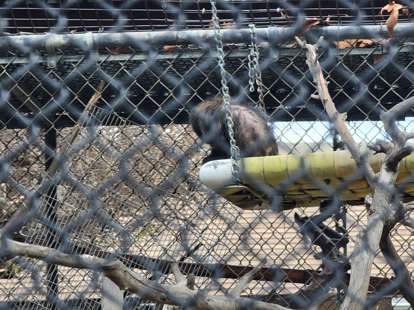 Santa Ana Zoo - Crested capuchin in poor condition