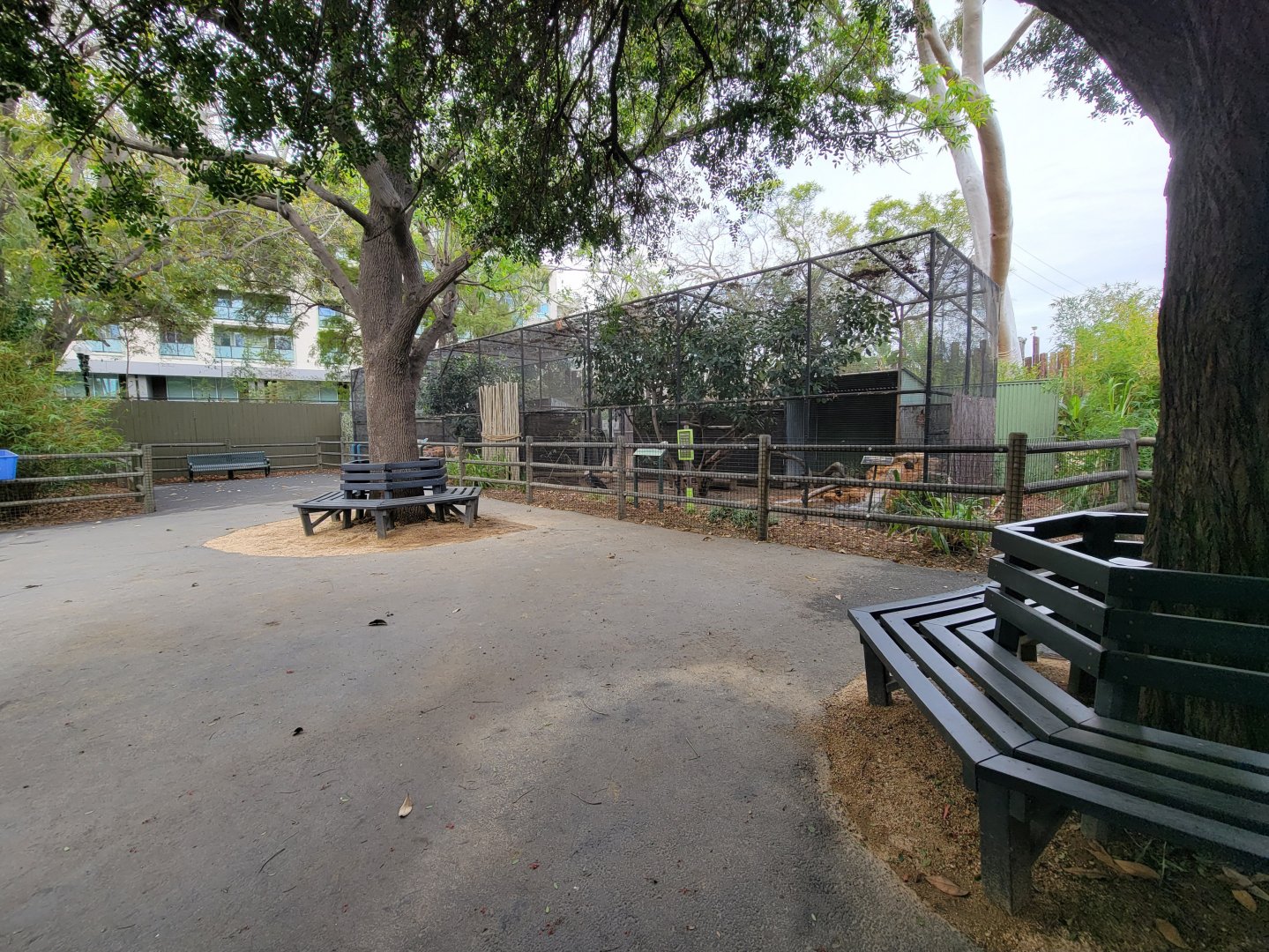 Santa Ana Zoo - Crowned pigeon and bald eagle