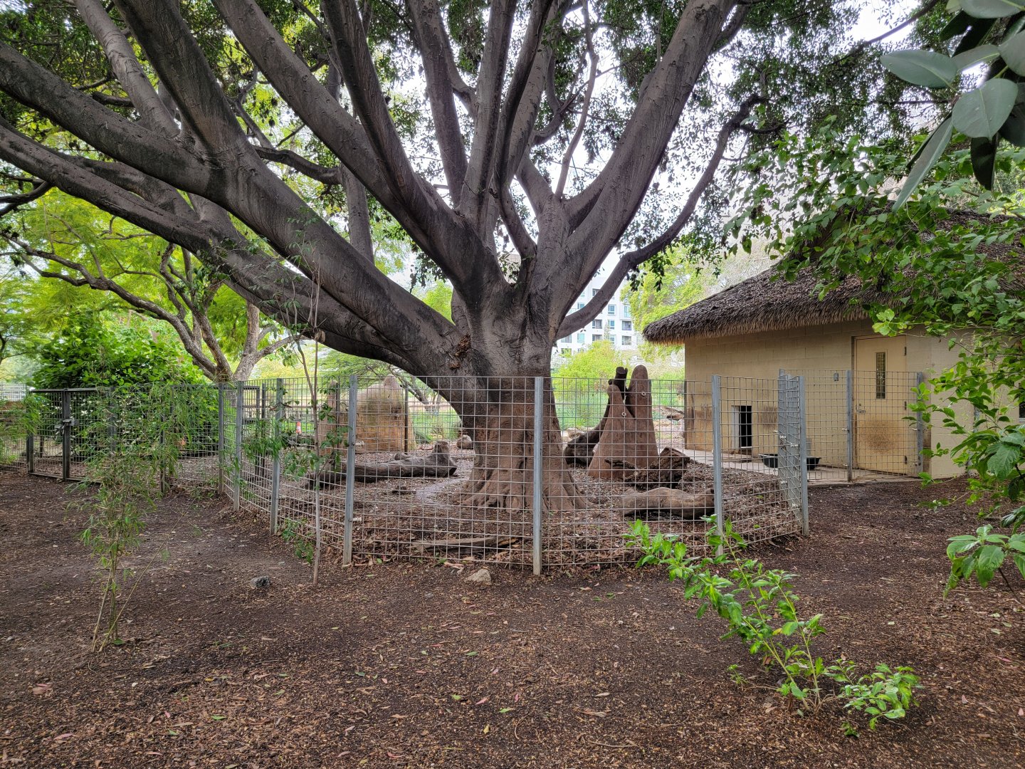 Santa Ana Zoo - Empty yard, previously held rabbits?