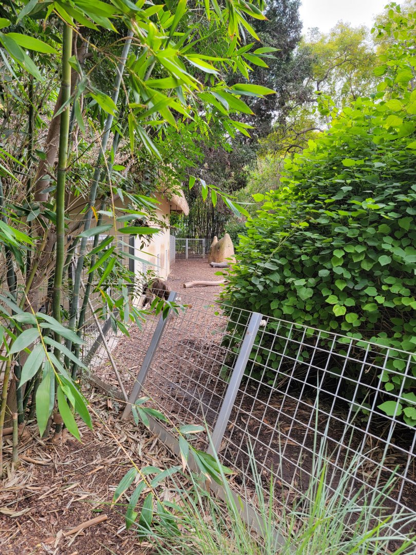 Santa Ana Zoo - Giant anteater going back inside