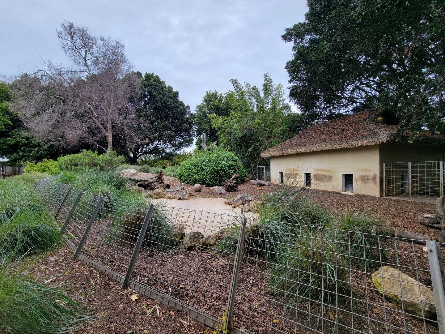 Santa Ana Zoo - Giant anteater yard