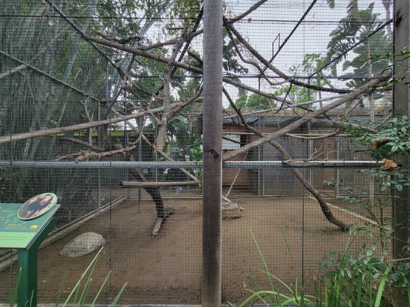 Santa Ana Zoo - Golden-headed lion tamarin exhibit