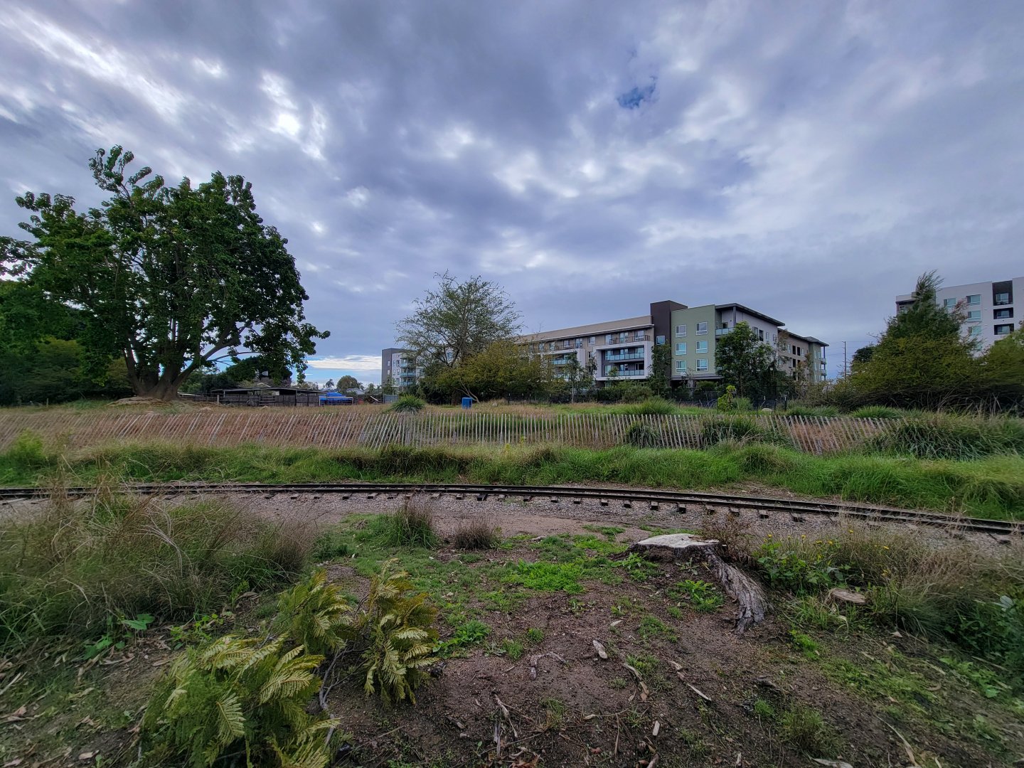Santa Ana Zoo - Guanaco and rhea yard