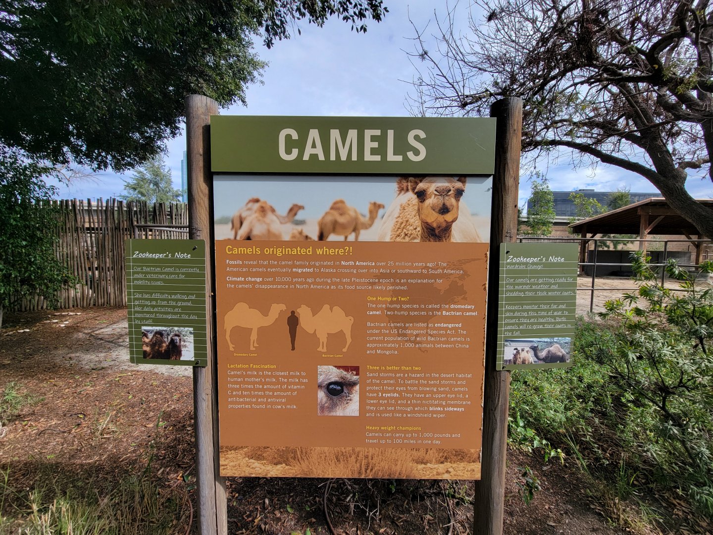Santa Ana Zoo - Incorrect camel info