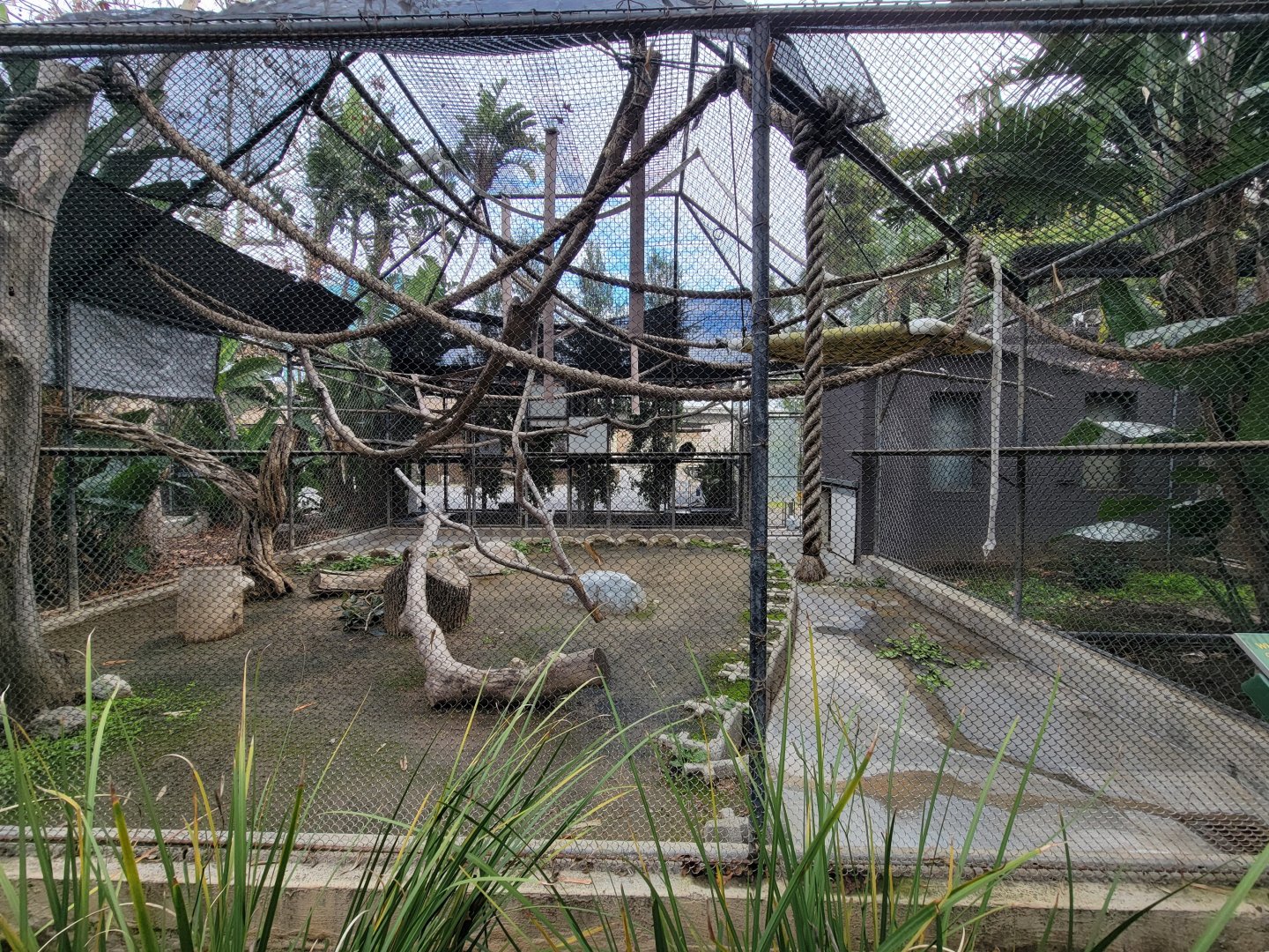 Santa Ana Zoo - Lar gibbon exhibit