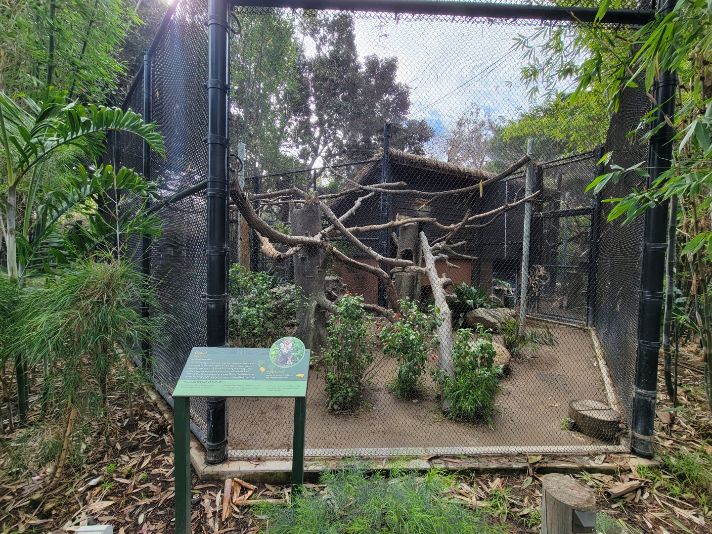Santa Ana Zoo - Ocelot exhibit