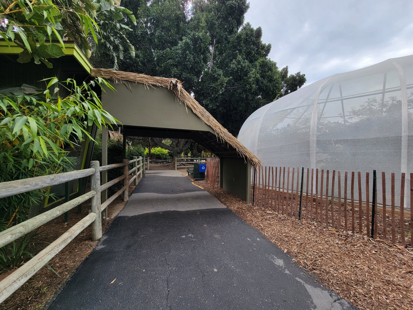 Santa Ana Zoo - Overhang with prehensile-tailed skink