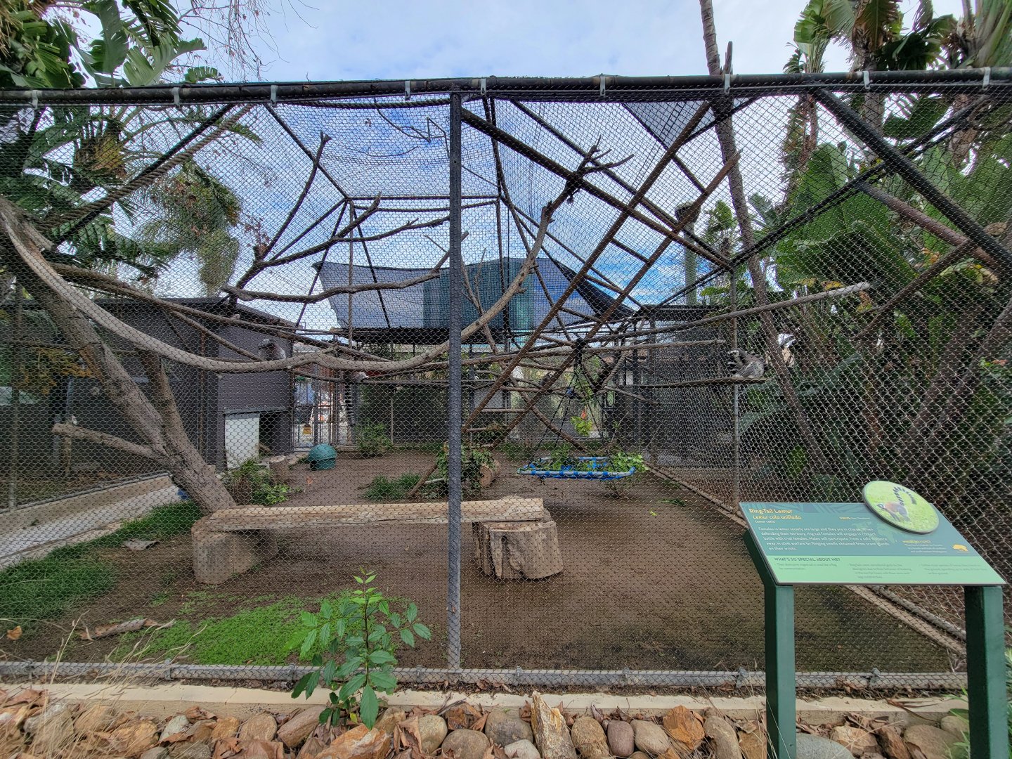 Santa Ana Zoo - Ring-tailed lemur exhibit