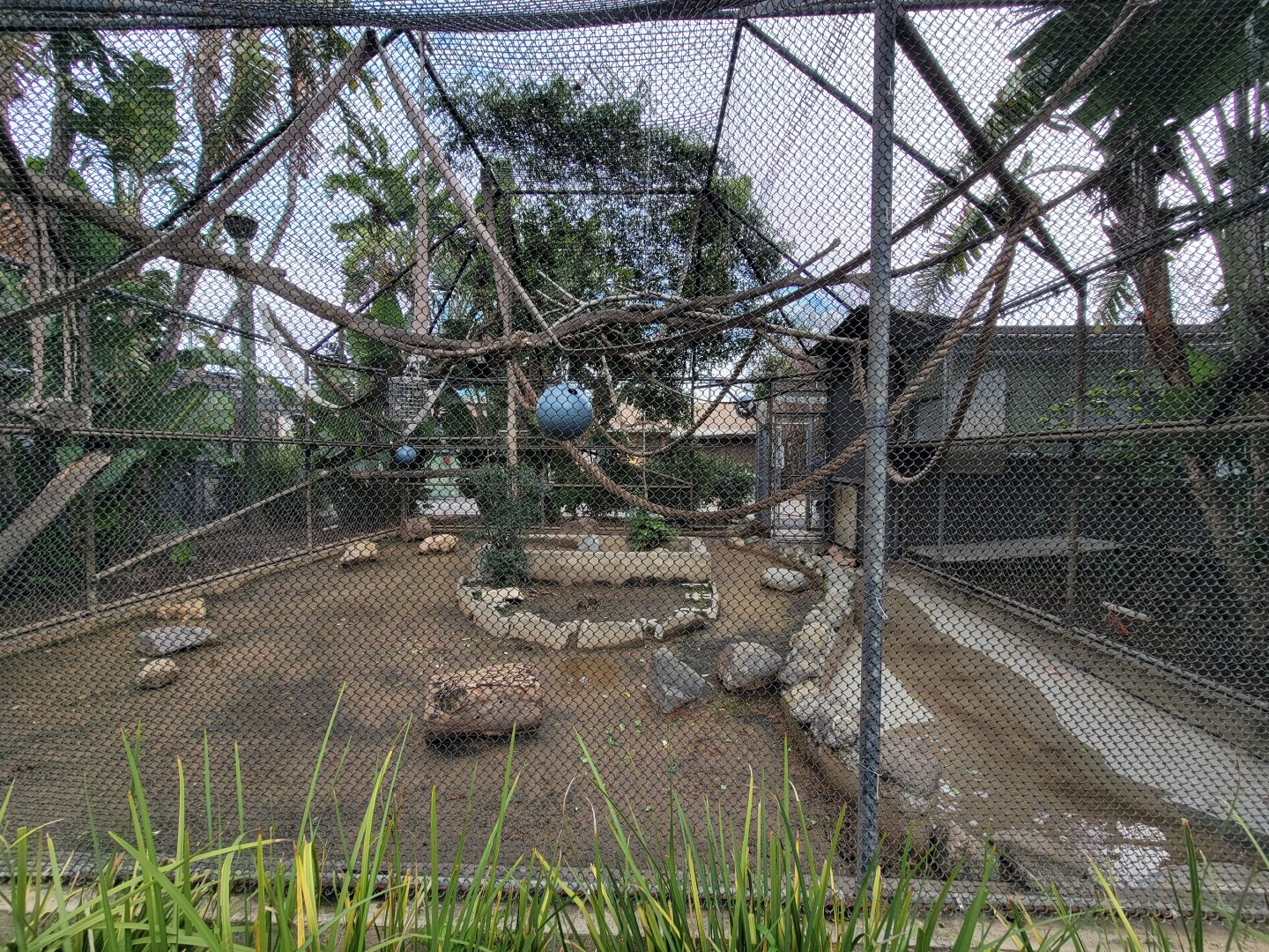 Santa Ana Zoo - Second Crested capuchin exhibit