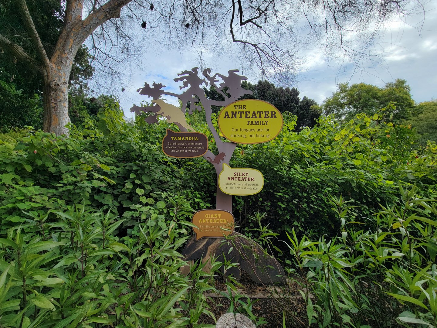 Santa Ana Zoo - The anteater family