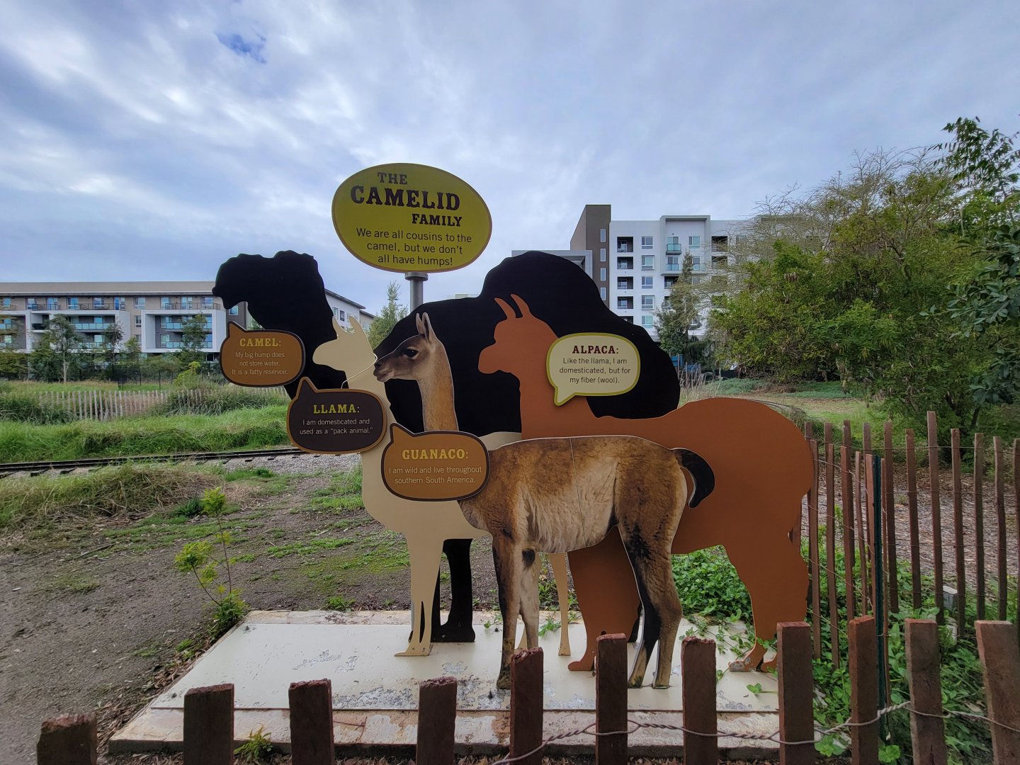 Santa Ana Zoo - The camelid family