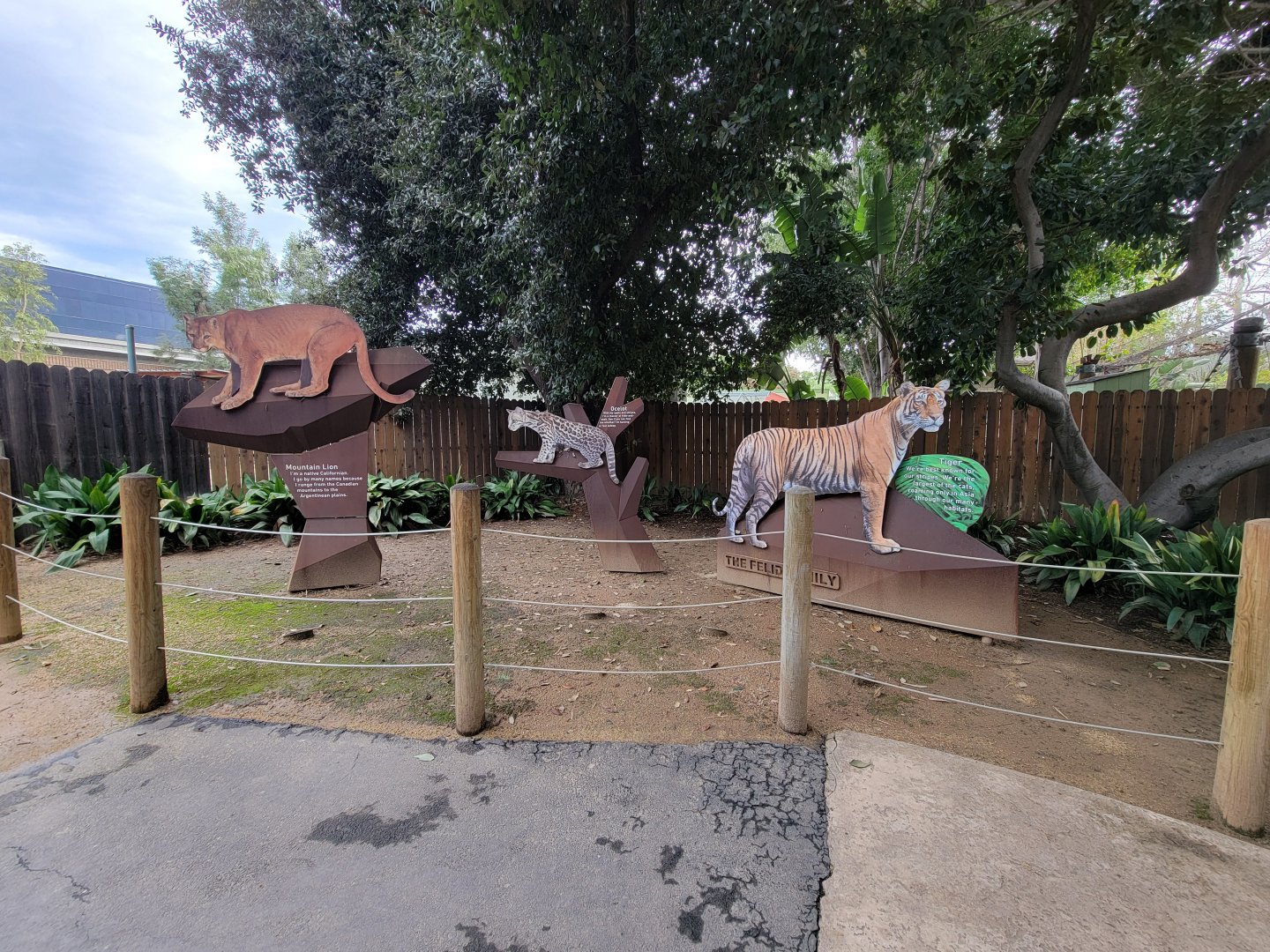 Santa Ana Zoo - The Felid Family