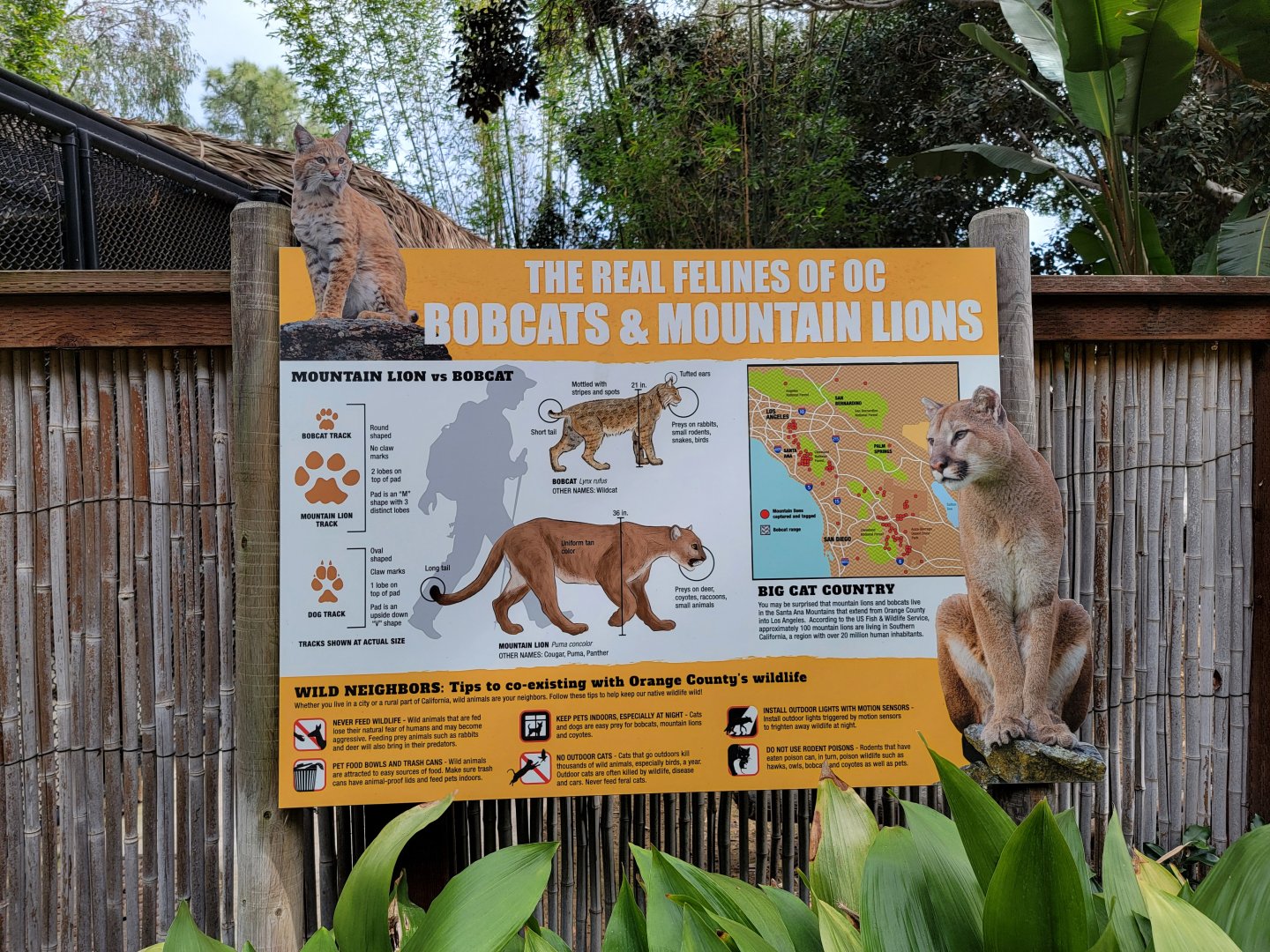 Santa Ana Zoo - The Real Felines of OC