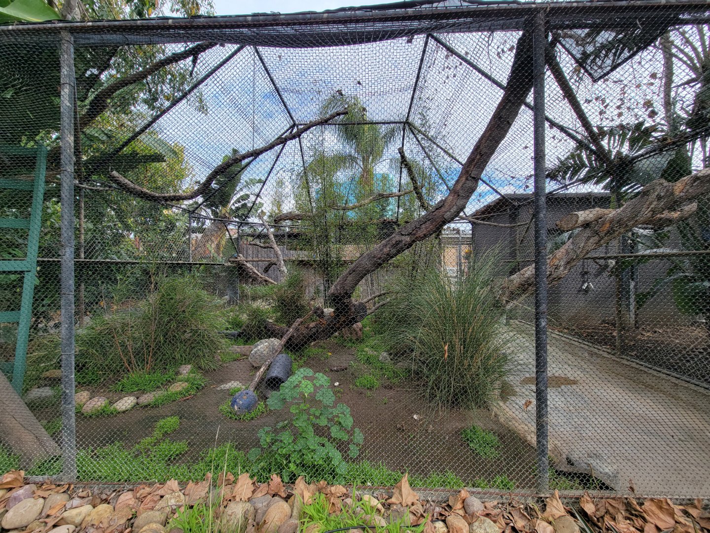 Santa Ana Zoo - Third ocelot exhibit, in monkey row
