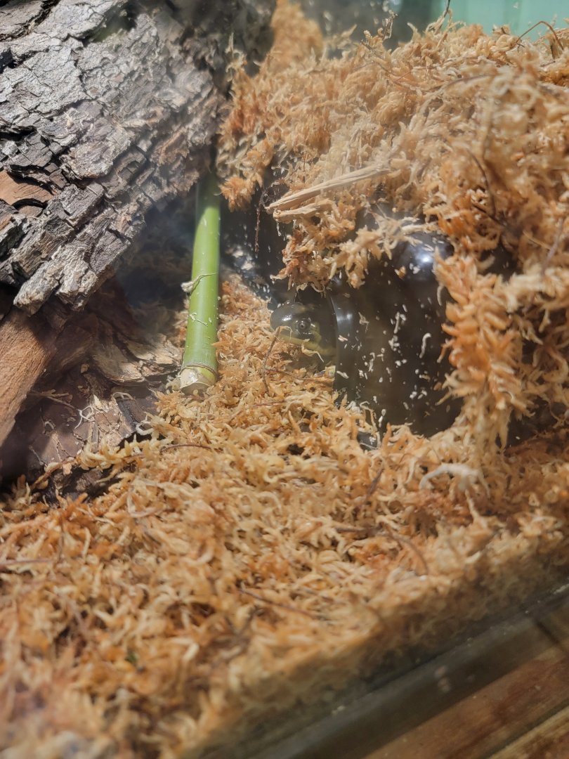 Santa Ana Zoo - Tiger salamander poking its head out :)