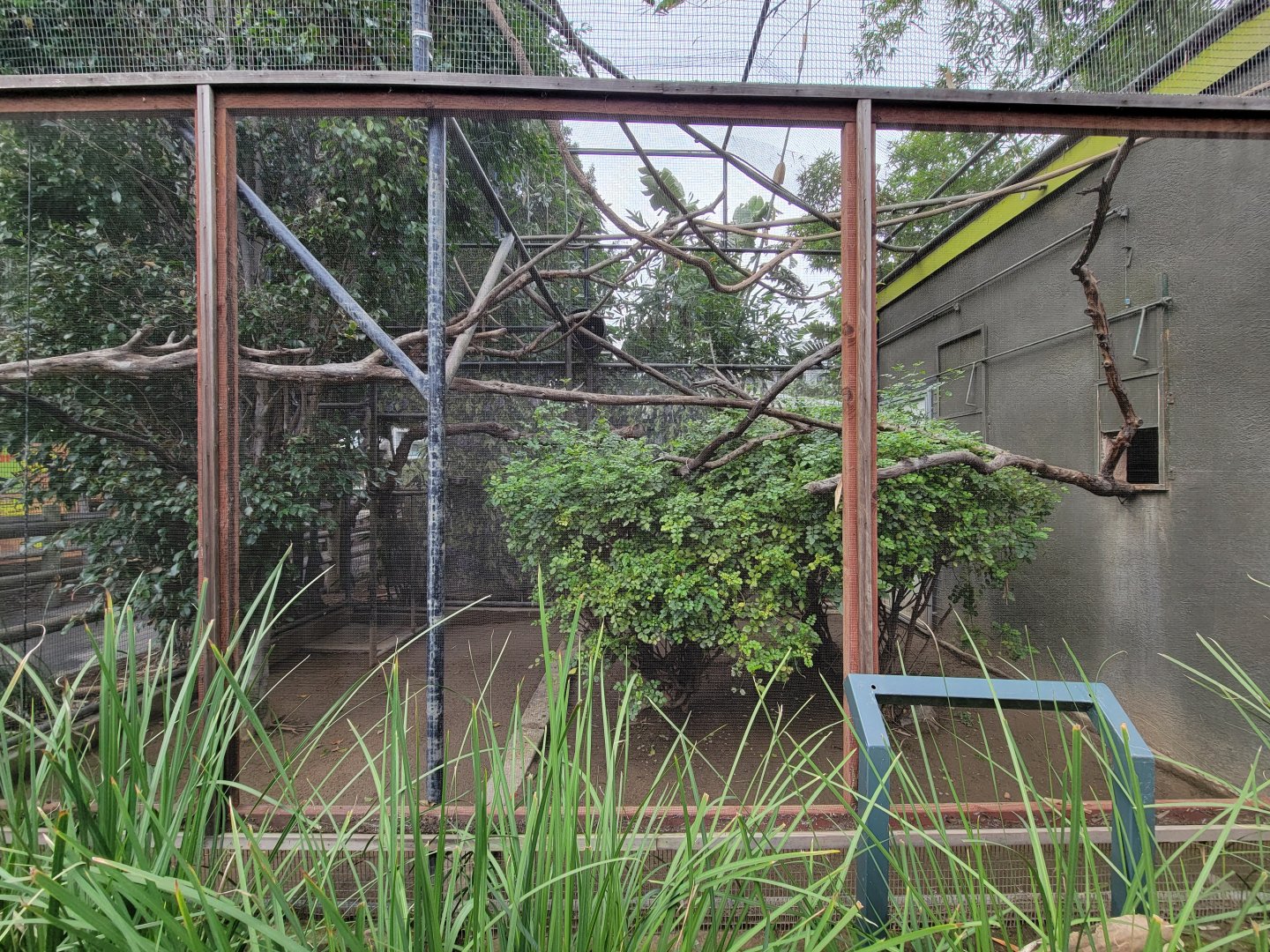 Santa Ana Zoo - White-faced saki exhibit
