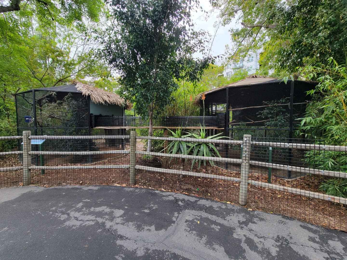 Santa Ana Zoo - Yellow-rumped cacique