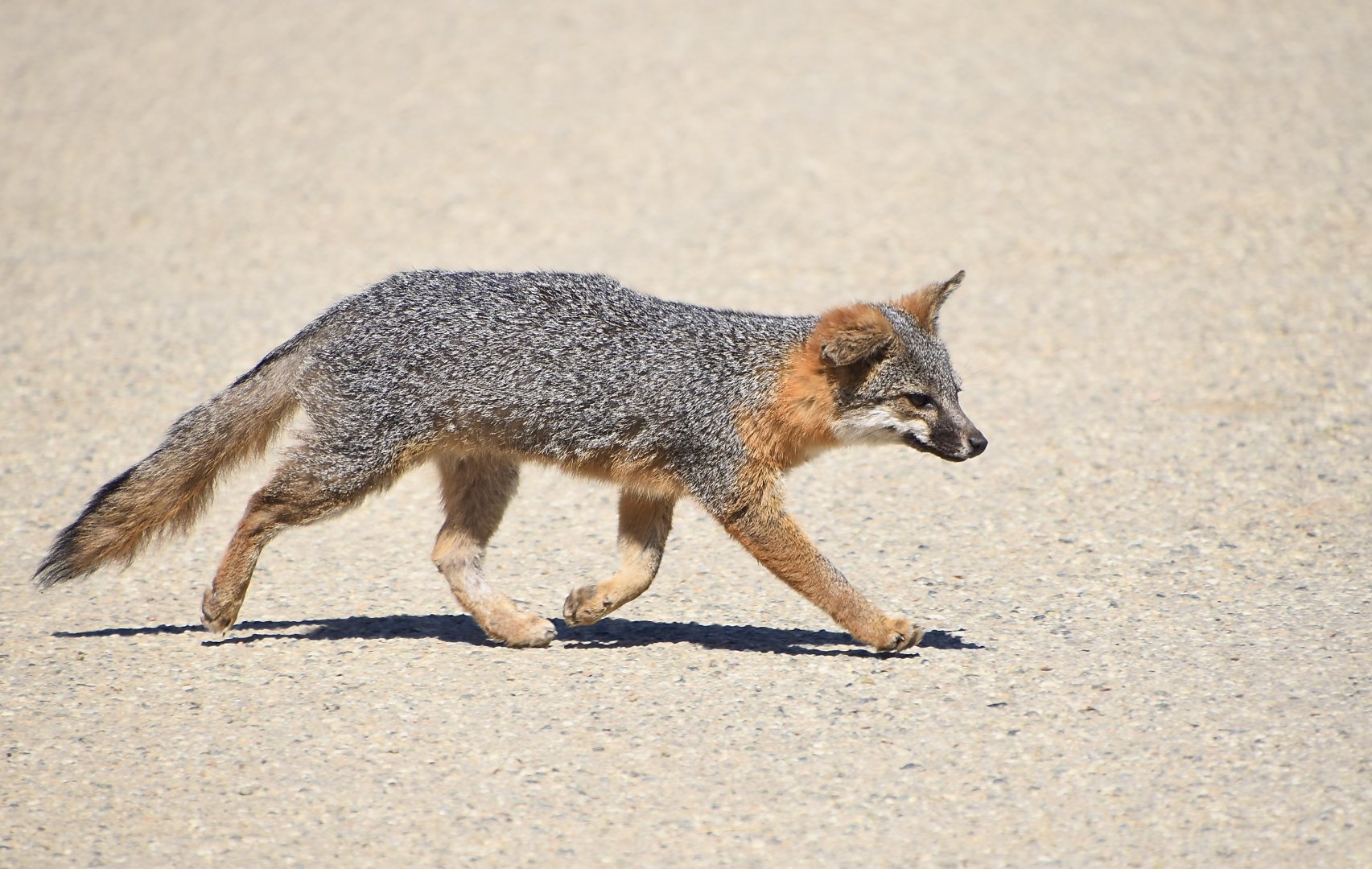 Santa Catalina Island Fox (Urocyon littoralis catalinae)
