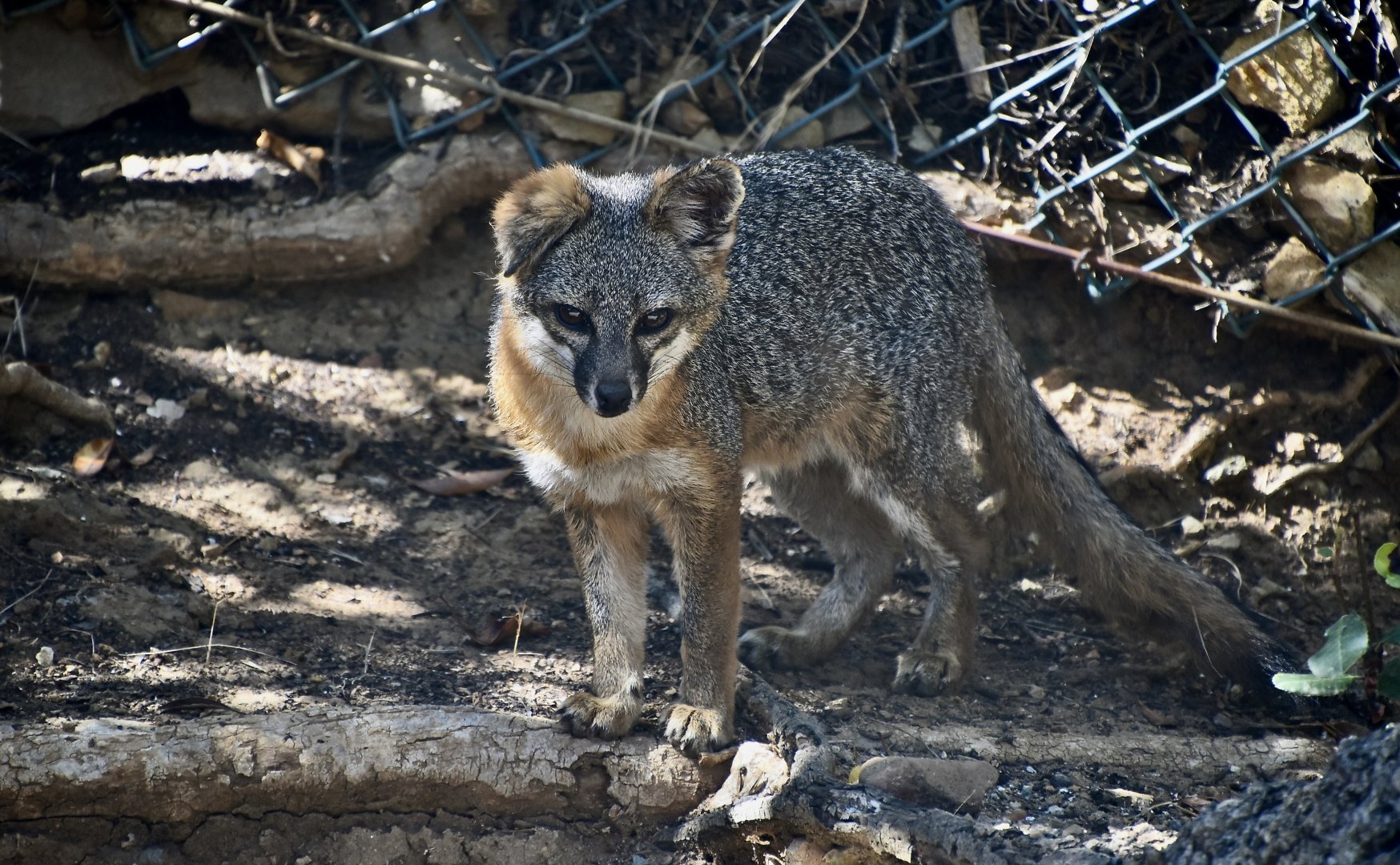 Santa Catalina Island Fox (Urocyon littoralis catalinae)