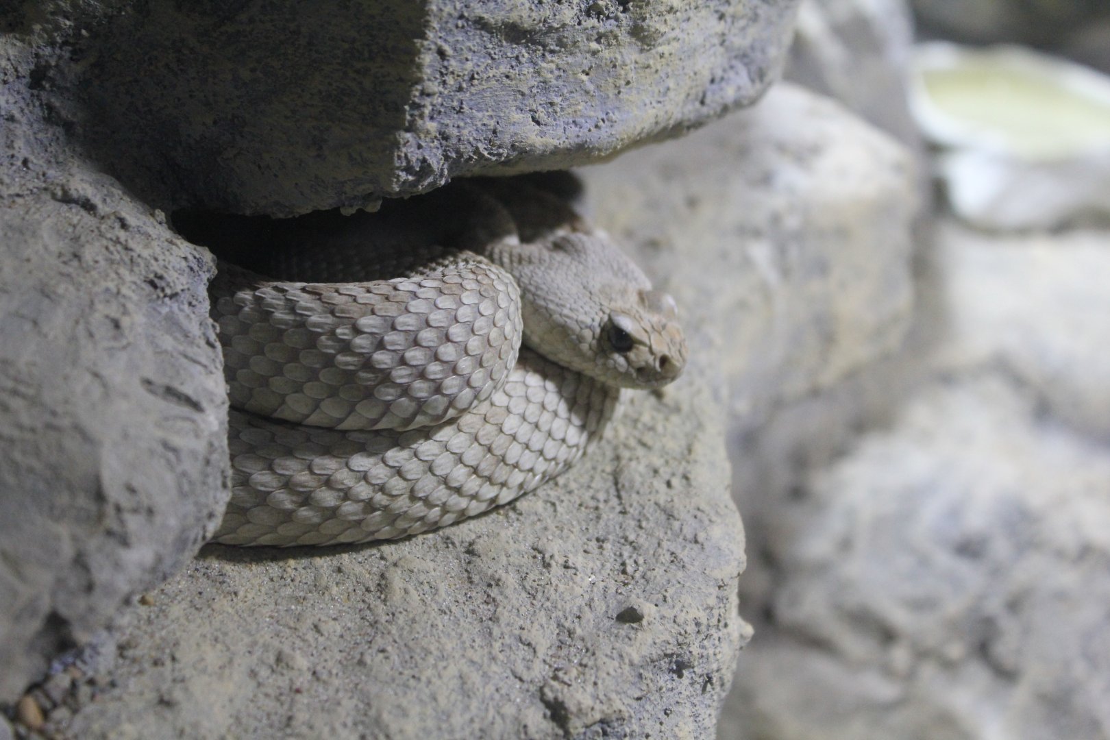 Santa Catalina Island Rattlesnake - 1/7/2023