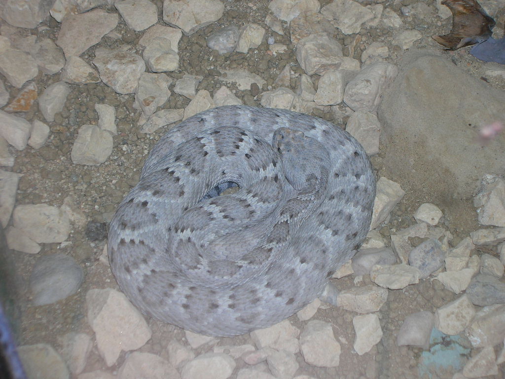 Santa Catalina Island Rattlesnake 5-17-10