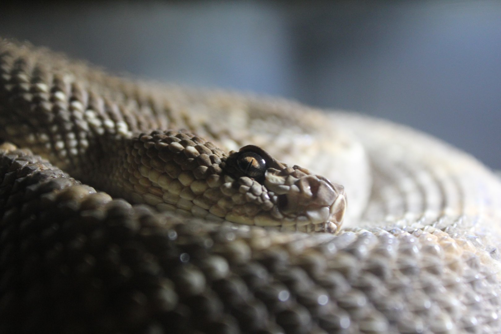 Santa Catalina Island Rattlesnake - 5/18/2025
