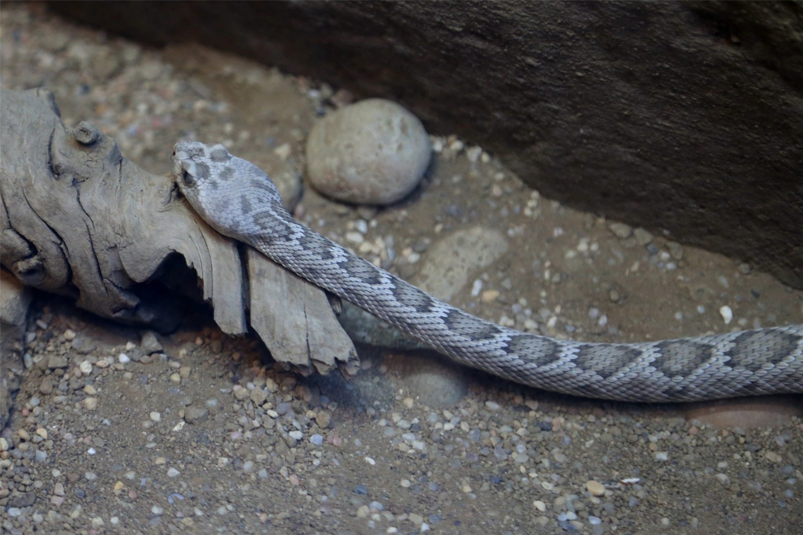 Santa Catalina Island rattlesnake (Crotalus catalinensis)