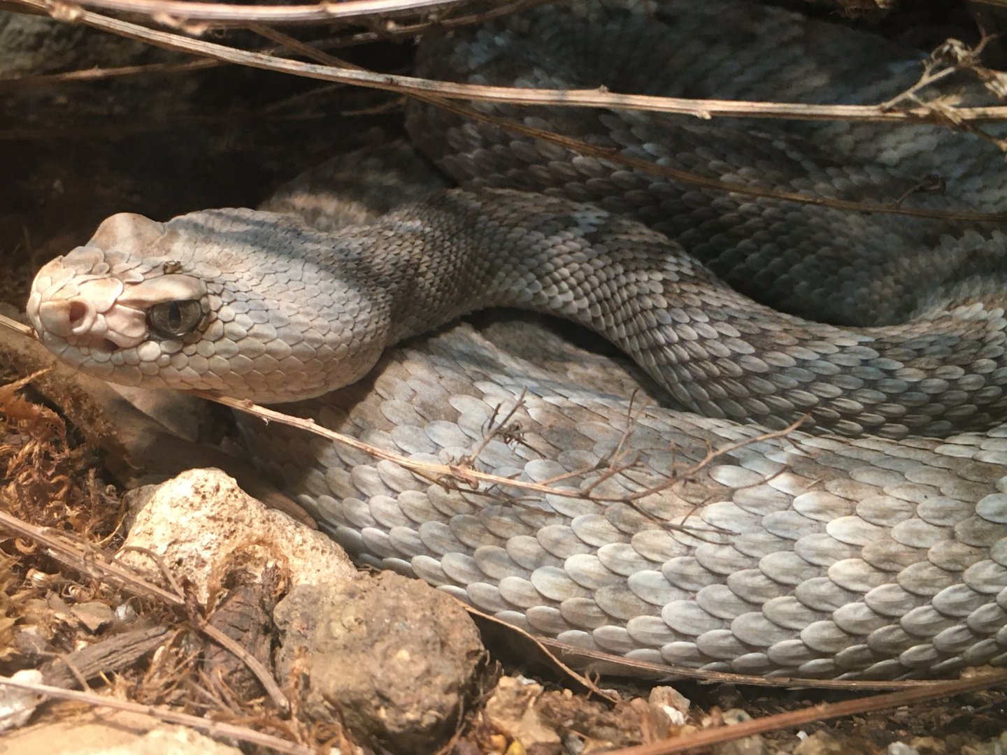 Santa Catalina Island Rattlesnake (Crotalus catalinensis)