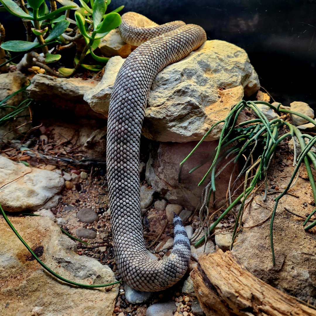 Santa Catalina Island Rattlesnake (Crotalus catalinensis)