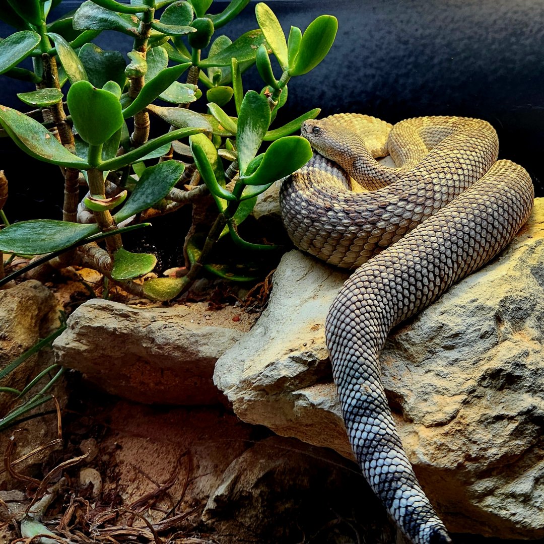 Santa Catalina Island Rattlesnake (Crotalus catalinensis)