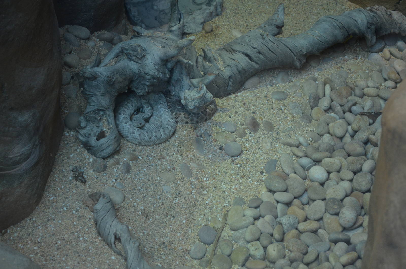 SANTA CATALINA ISLAND RATTLESNAKE EXHIBIT