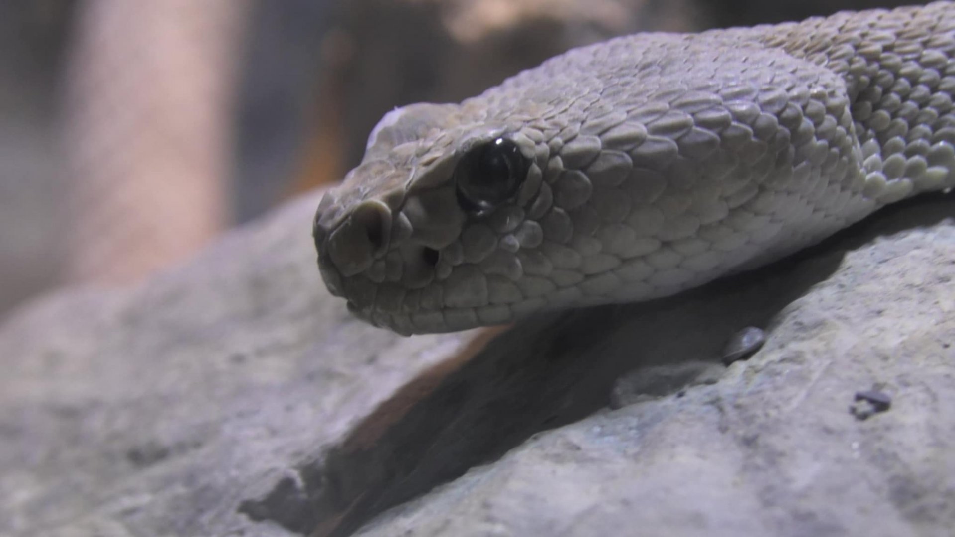 Santa Catalina Island Rattlesnake upclose shot