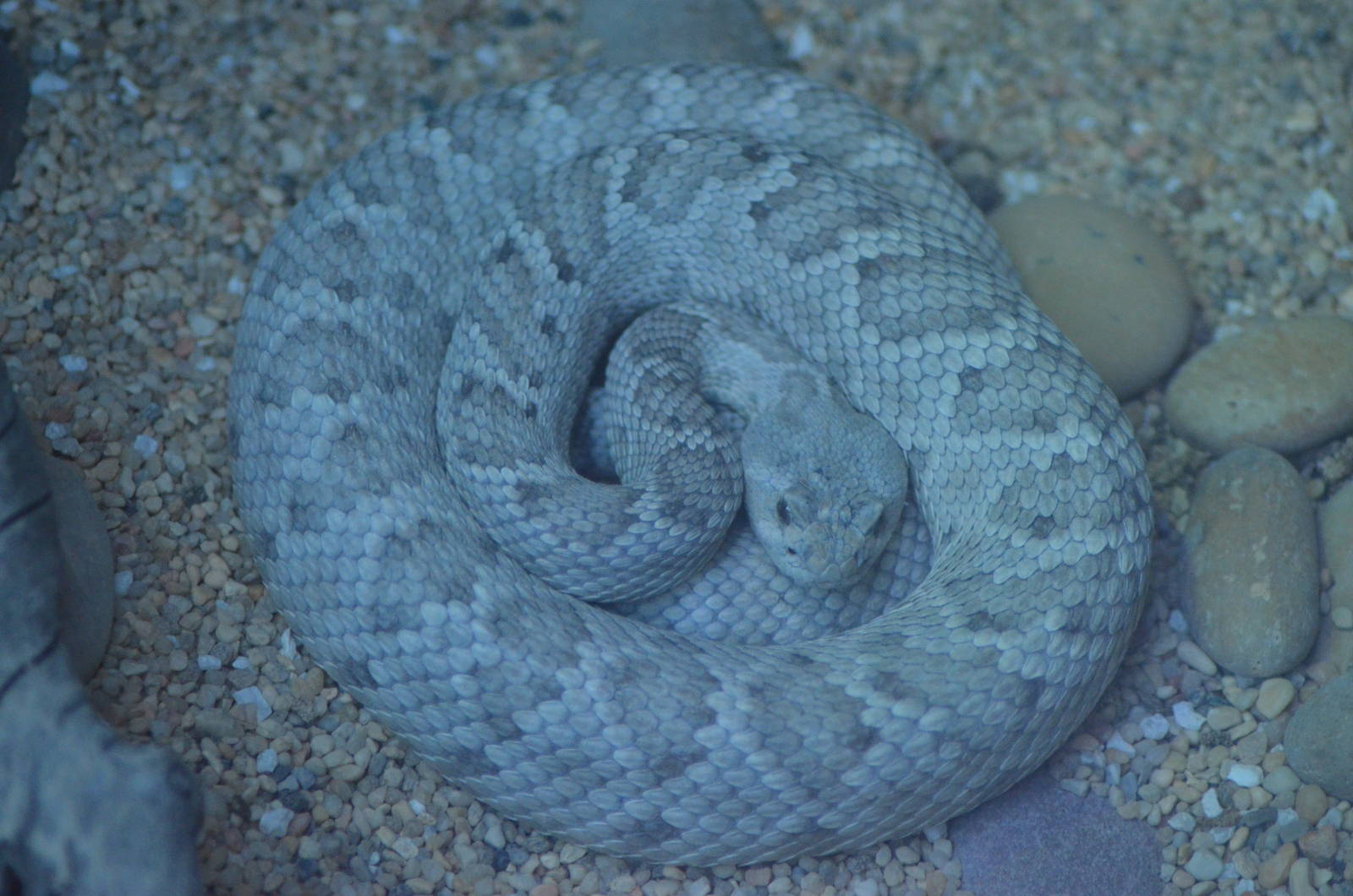 Santa Catalina Island Rattlesnake