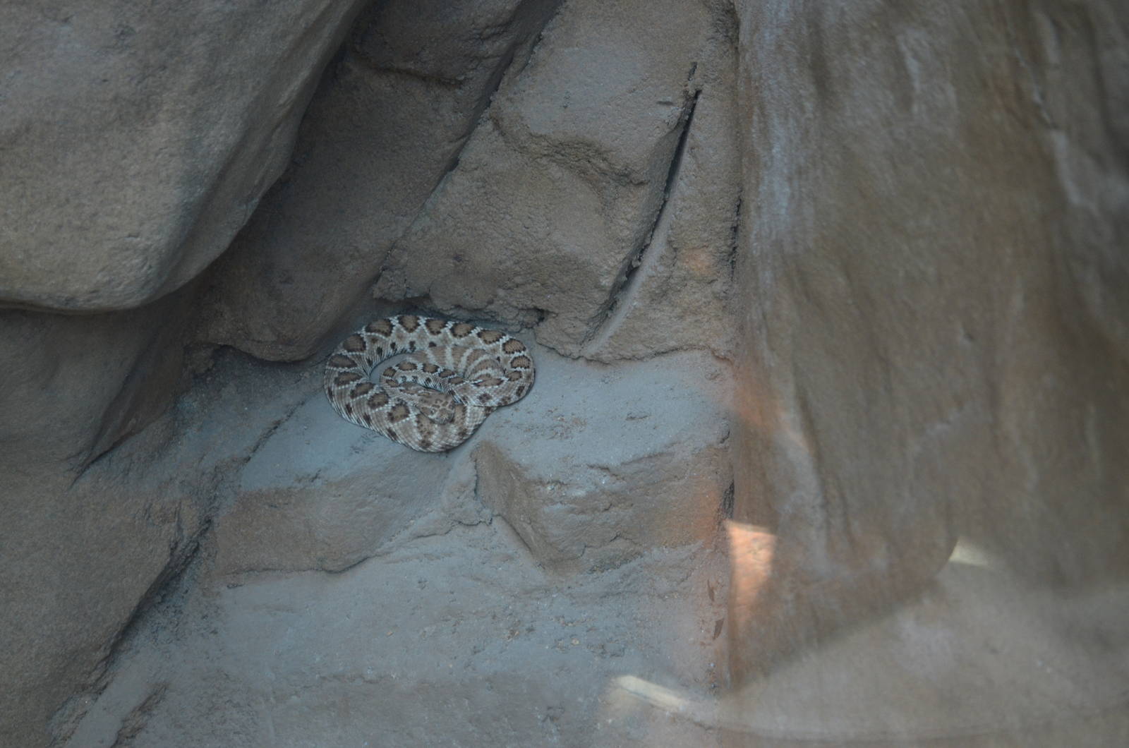 Santa Catalina Island Rattlesnake