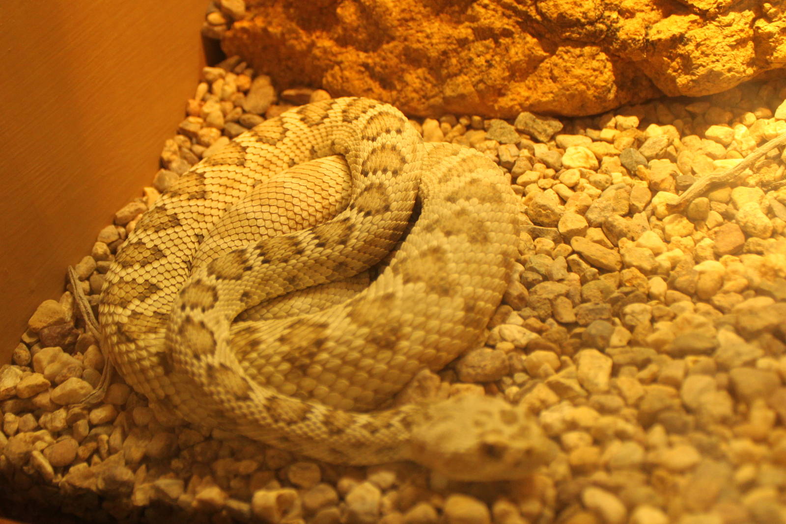 Santa Catalina Island Rattlesnake