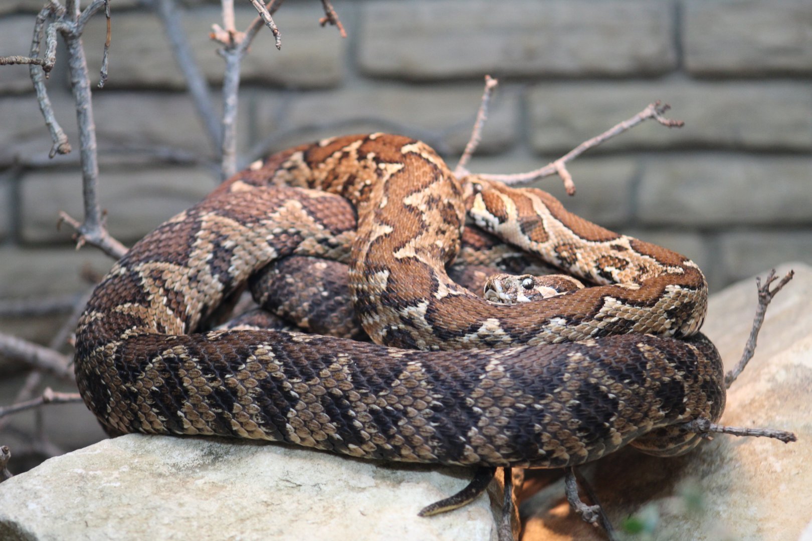 Santa Catalina Island Rattlesnake