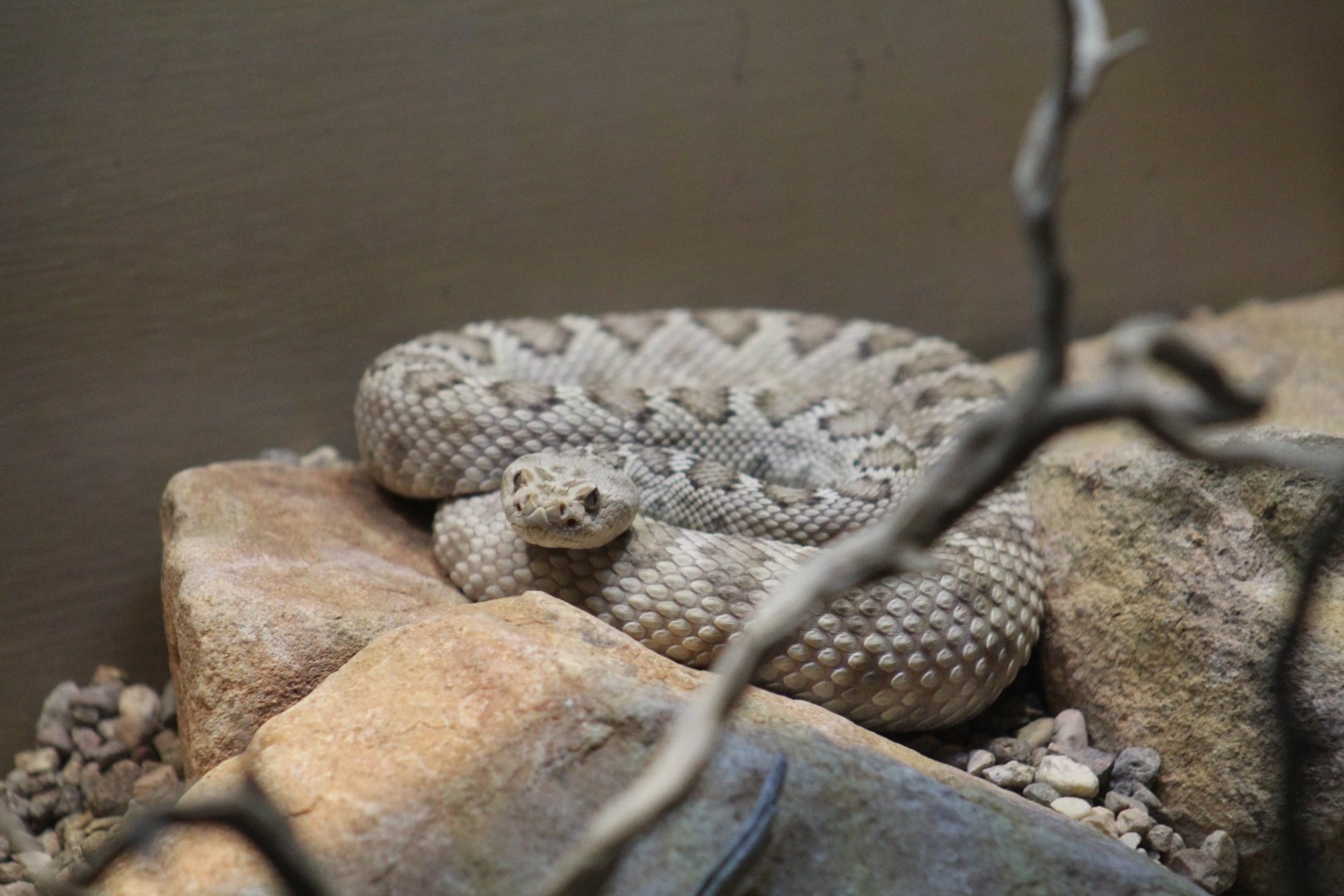 Santa Catalina Island Rattlesnake