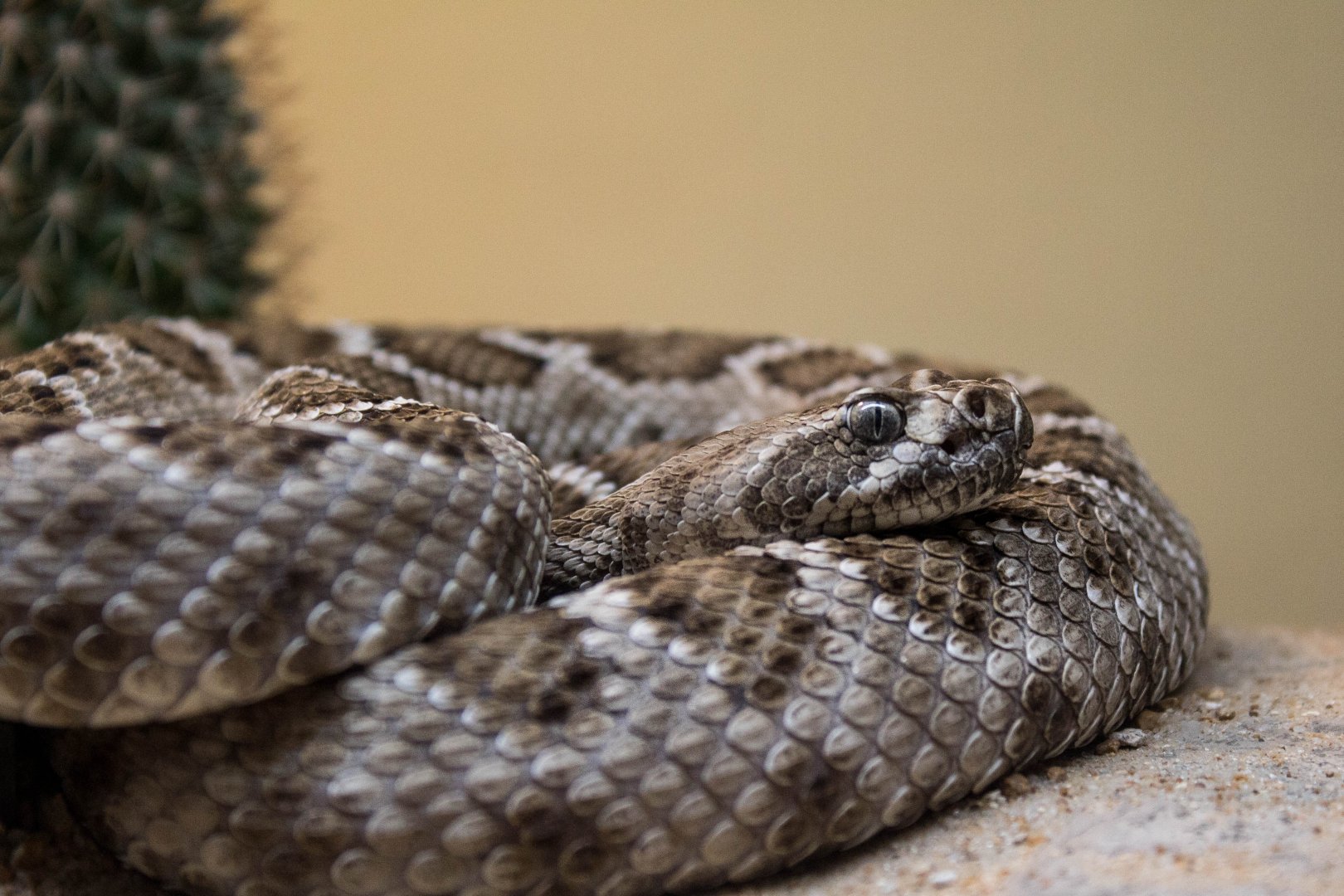 Santa Catalina island rattlesnake