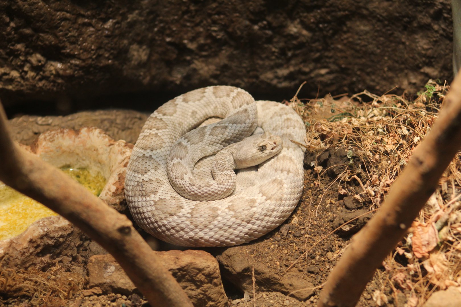 Santa Catalina Island Rattlesnake