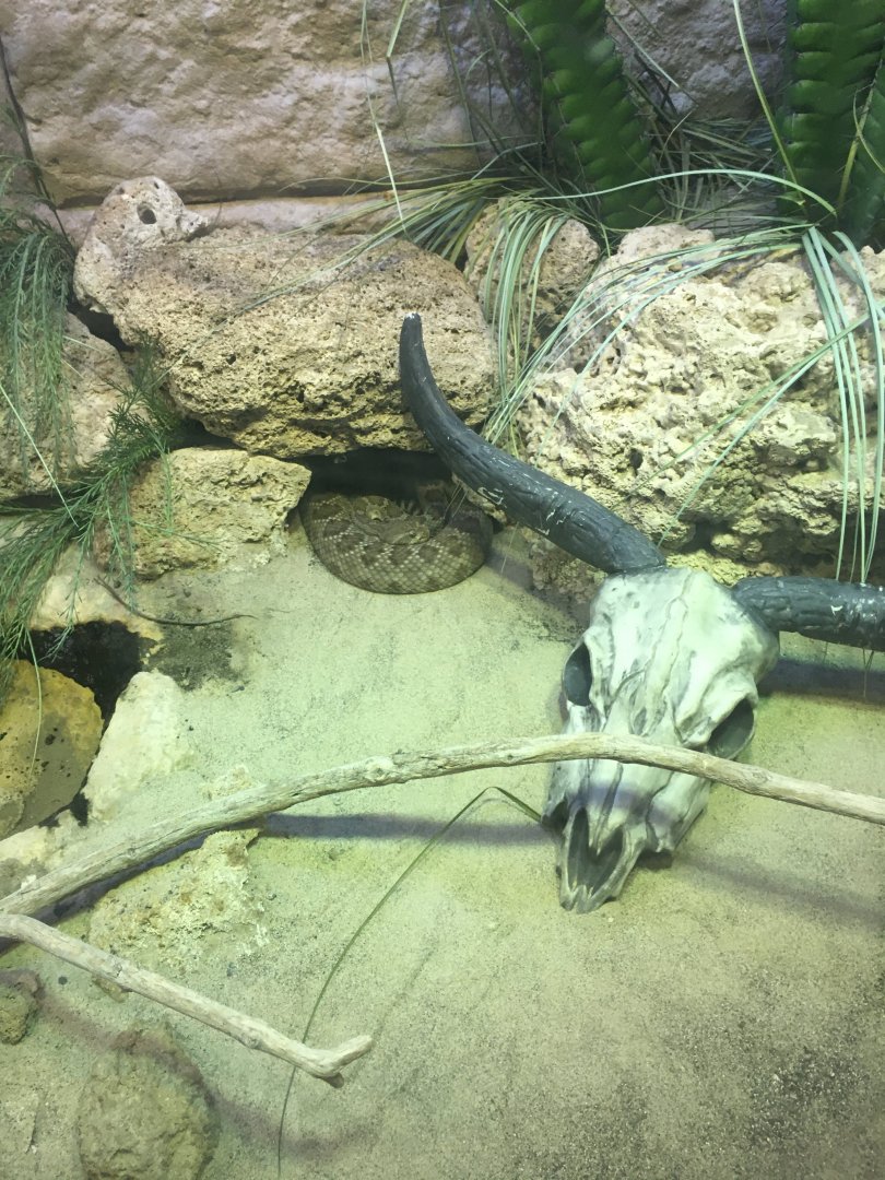 Santa Catalina island rattlesnake