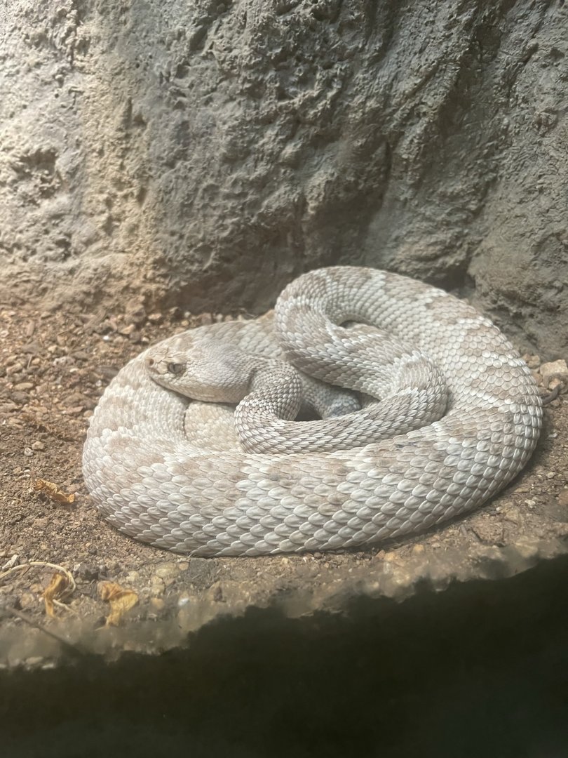Santa Catalina Island Rattlesnake