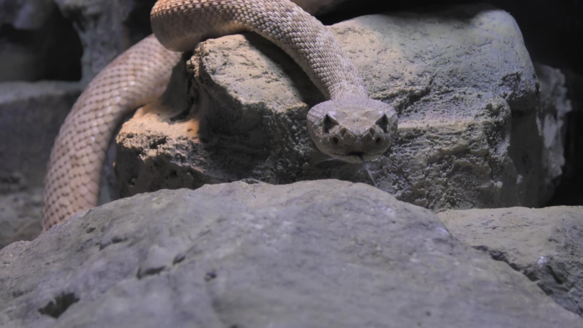 Santa Catalina Island Rattlesnake
