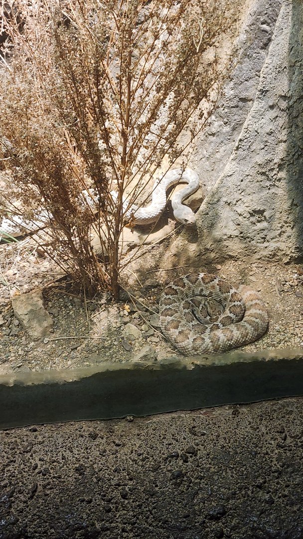 Santa Catalina Island Rattlesnakes