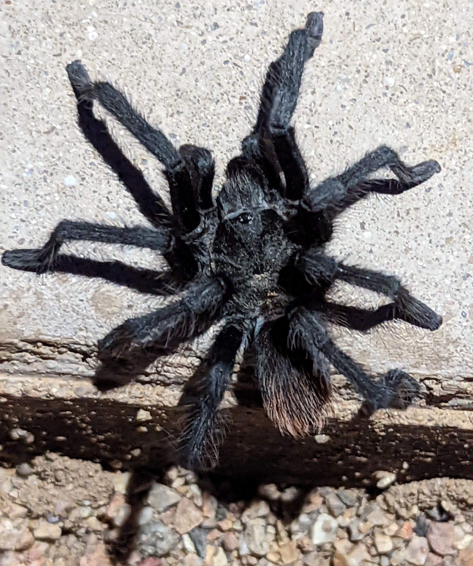 Santa Catalina Mountain Tarantula (Aphonopelma catalina)