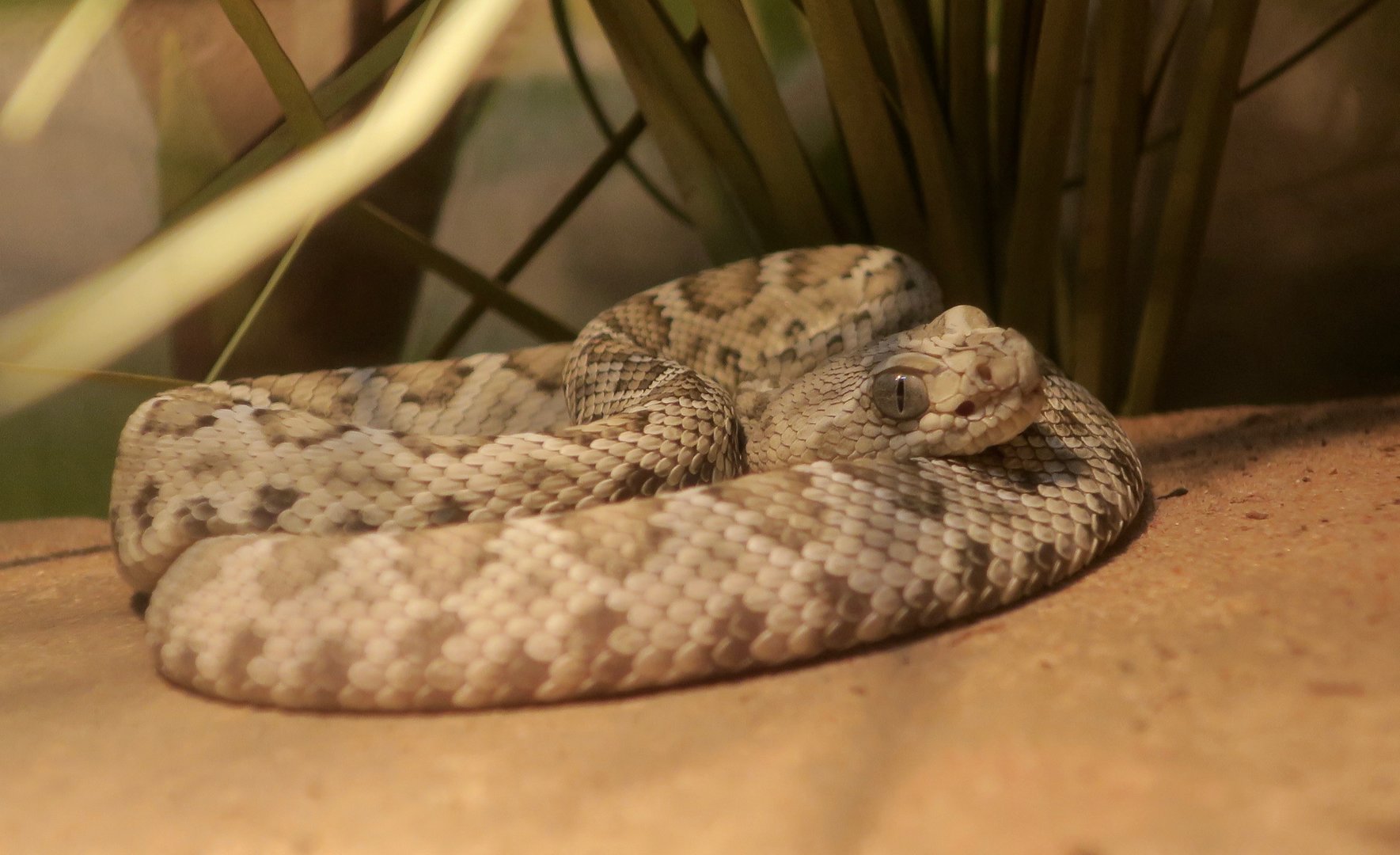 Santa Catalina Rattlesnake (Crotalus carolinensis)