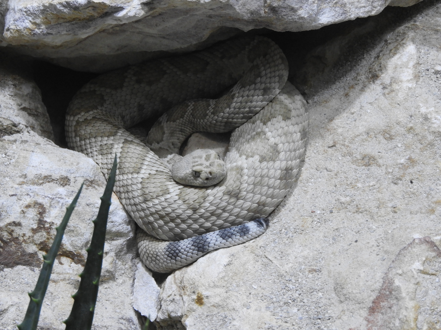 Santa Catalina Rattlesnake (Crotalus catalinensis)