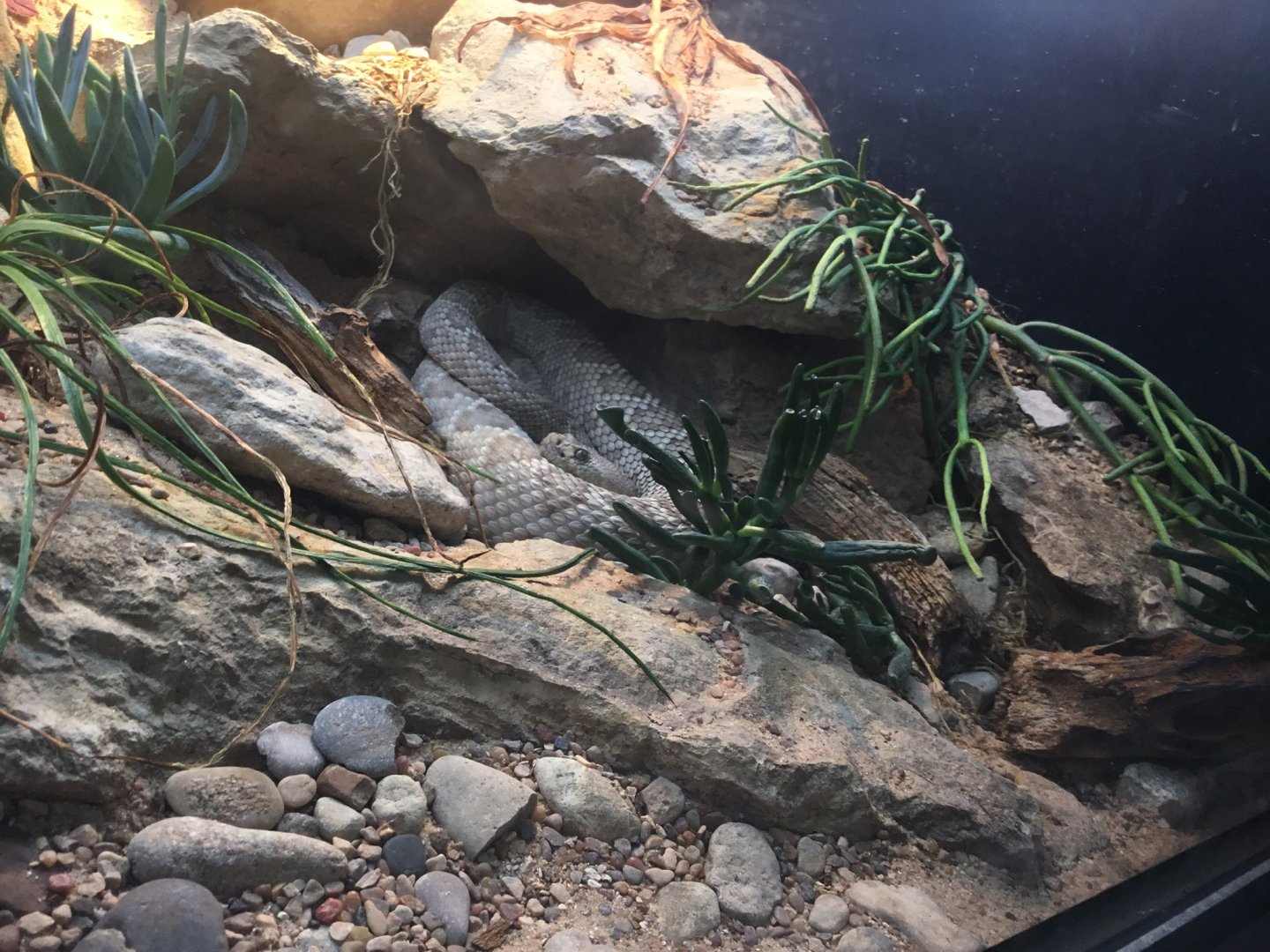 Santa Catalina Rattlesnake (Crotalus catalinensis)?